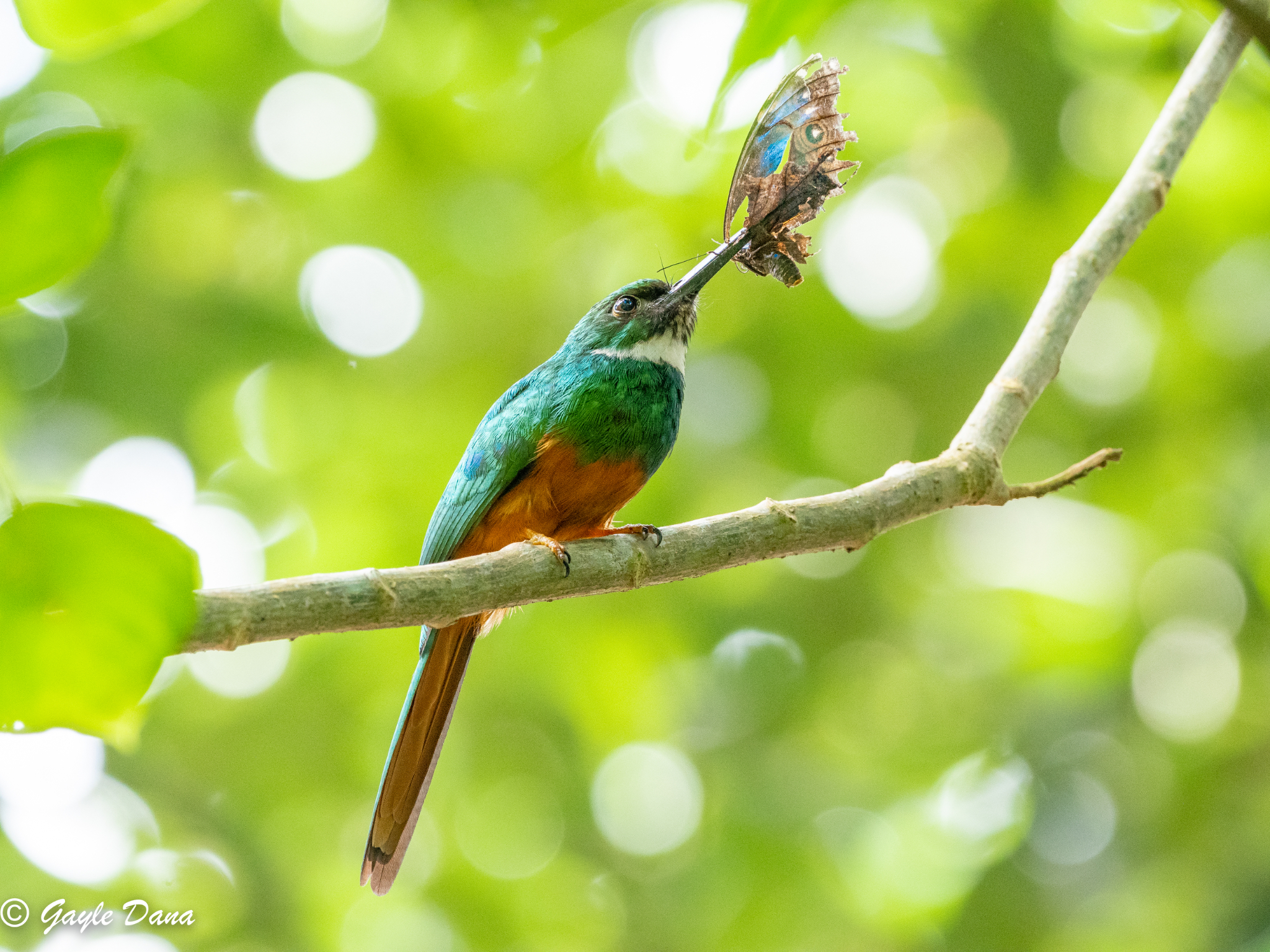 Rufous tailed Jacamar with moth